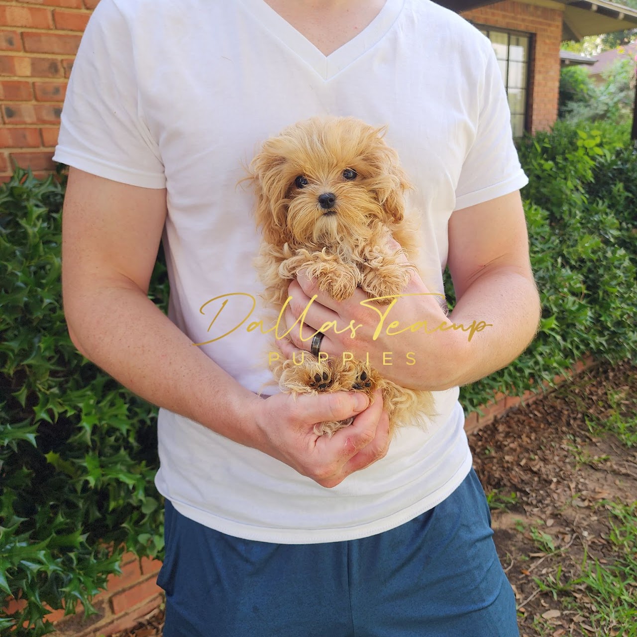 Tiny Blonde Korean Maltipoo boy held by his owner.