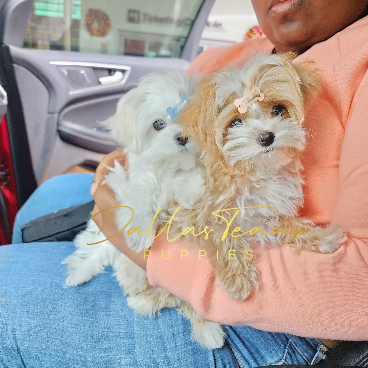 Korean Maltese and Korean Maltipoo cuddling in their owner's arms.