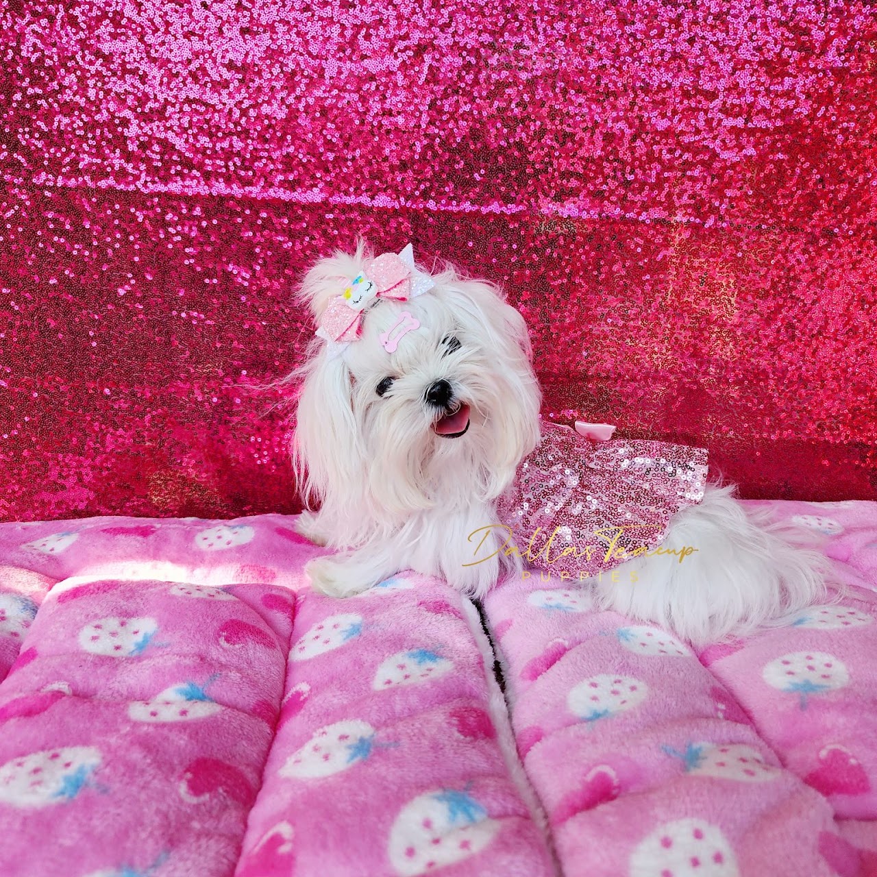 Female Korean Maltipoo puppy wearing a pink sparkly dress and unicorn bow against a pink sequin backdrop.