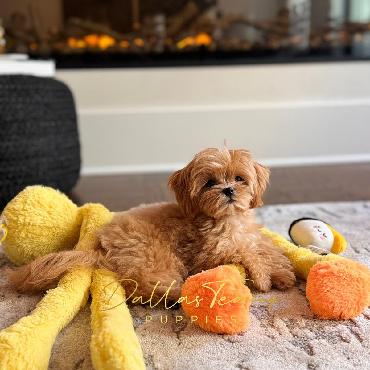Korean Maltipoo laying by a fireplace surrounded by toys.