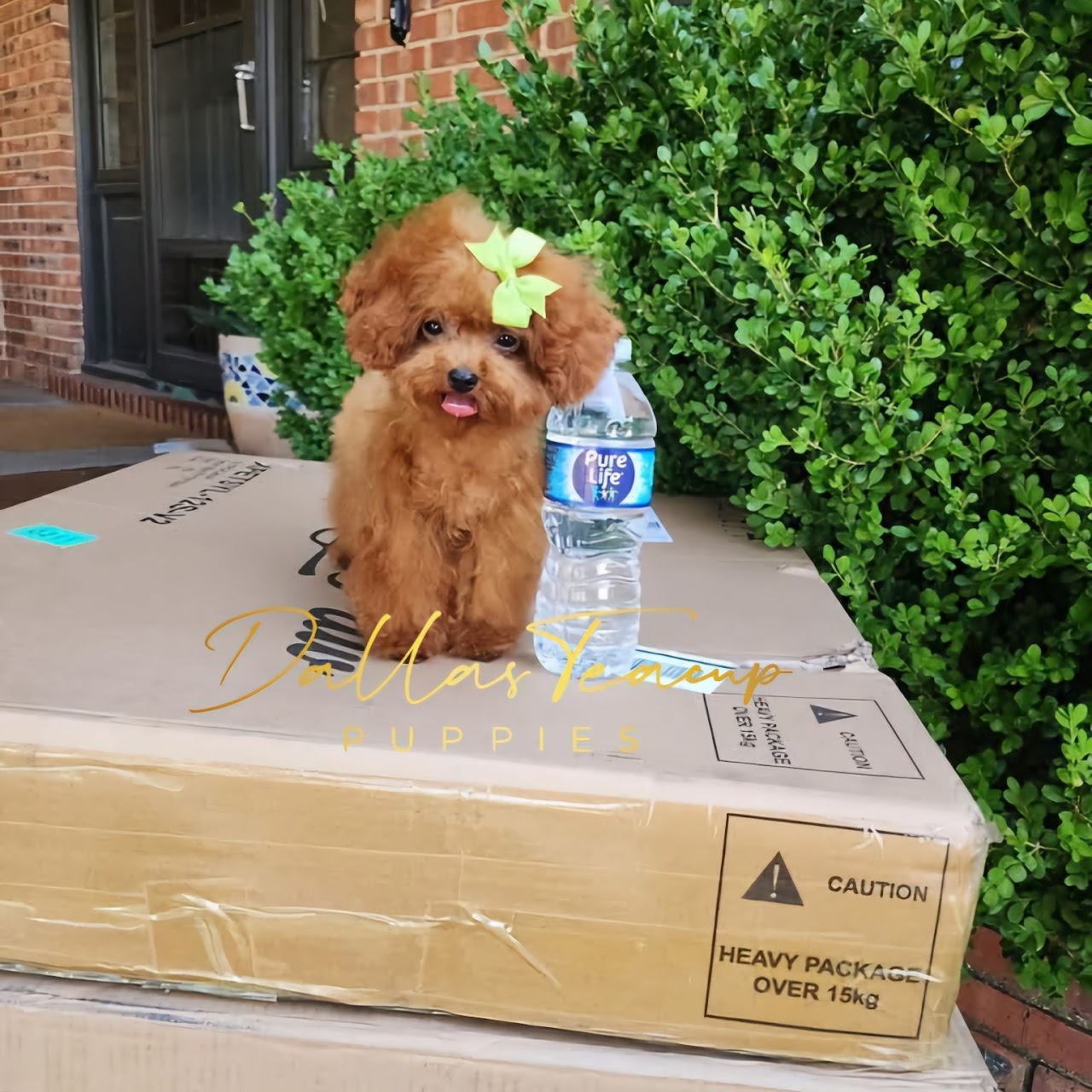 Micro Red Korean Toy Poodle next to a water bottle.