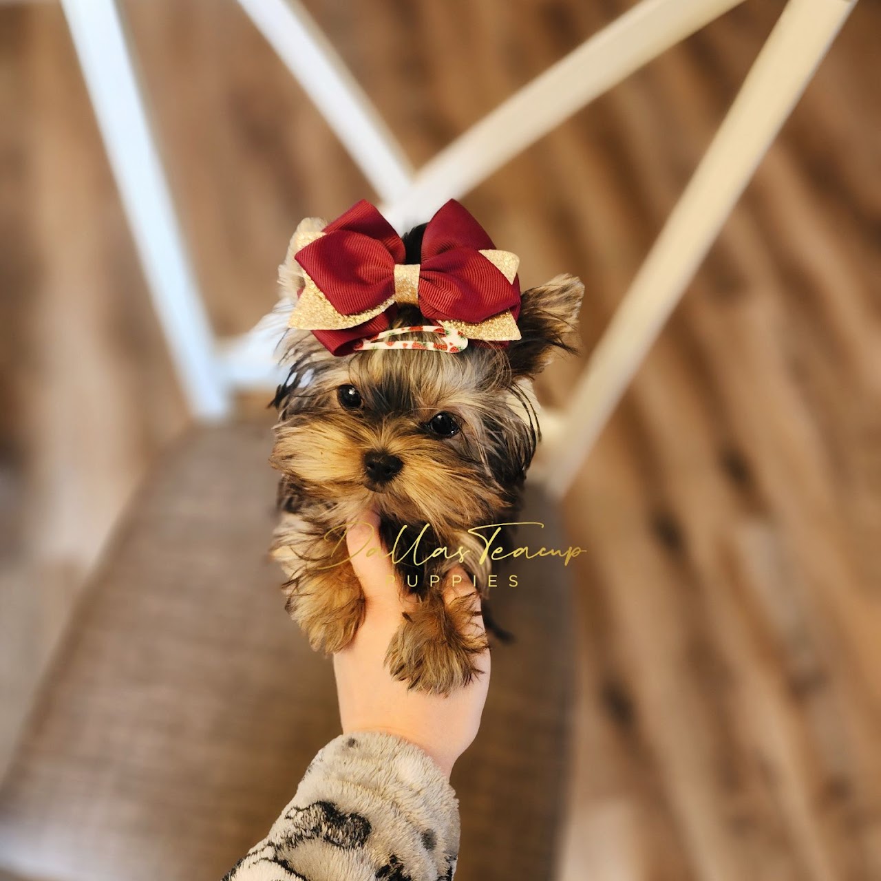 Micro Teacup Yorkie with a red and gold bow resting calmly in their owner's hand.