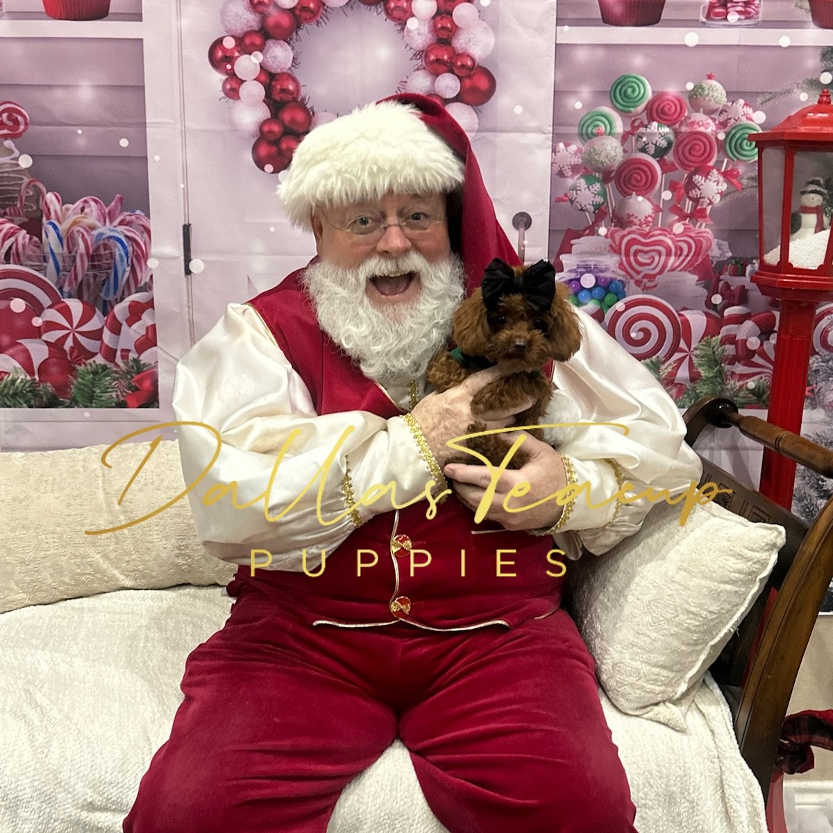 Red Korean Toy Poodle in a green dress and bow being held by Santa Clause.